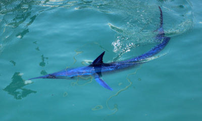 Mavi yelken balığı Kemer’de görüntülendi