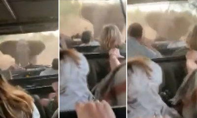 Fil, turistleri taşıyan safari aracına saldırdı