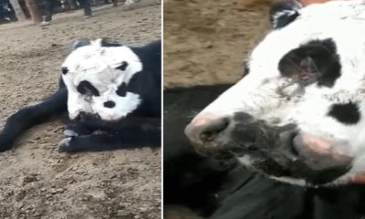 Arjantin’de 3 gözlü, 2 ağızlı doğan buzağı şaşkınlık yarattı