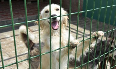 Yaz sıcağında hayvanları klimalardan koruyun