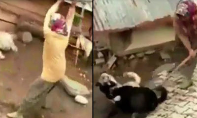 Pes dedirten görüntü! Boğuşan köpeklere kürekle müdahale etti