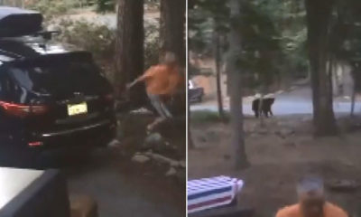 Aracında hırsız var sandı, ‘ayı’ çıktı