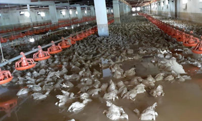 Sakarya’da 26 bin tavuk selde telef oldu