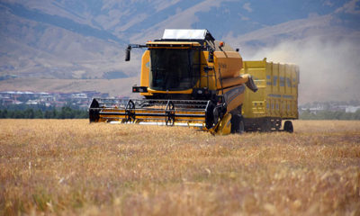 Muş Ovası’nda buğday hasadı başladı