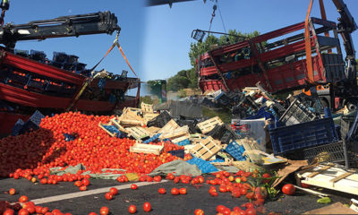 TEM’de kamyon devrildi; Tonlarca meyve ve sebze yola döküldü