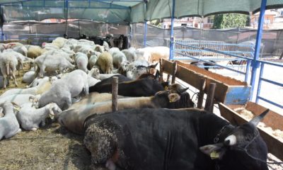 Kurbanlık alırken dikkat edilmesi gerekenler