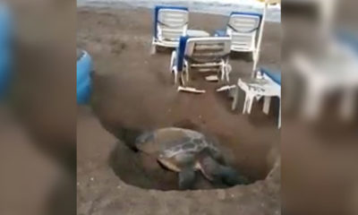 Şezlonglar arasında yumurtlama alanı arayan kaplumbağa tartışması