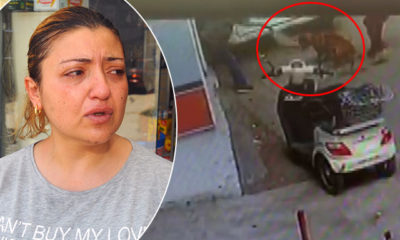 Pitbull’un önüne attıkları ‘Çıtır’ kediyi parçalattılar