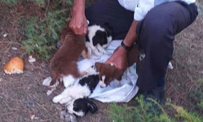 Köpek yavrularını çuvala koyup ölüme terk ettiler