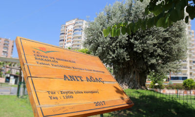 Bin 202 yıllık anıt ağaç, yeni yerinde zeytin verdi