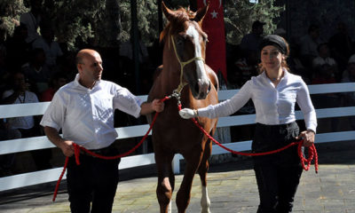 Bursa’da Arap atları açık artırmayla satıldı