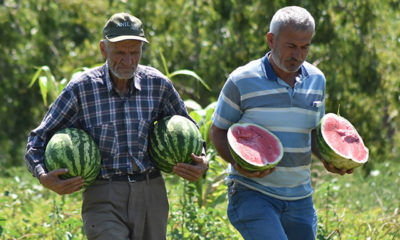İnegöl’de karpuz hasadı başladı