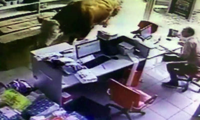 Kaçan kurbanlık boğa, ortalığı birbirine kattı