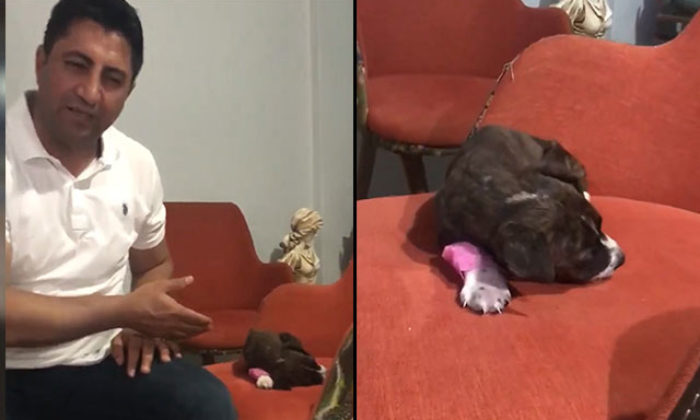 Poşete konulup, çöpe atılan yavru köpek kurtarılamadı