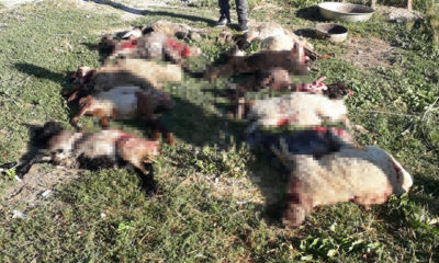 Van’da köpeklerin saldırdığı 12 kuzu telef oldu