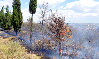 Malkara’da, yangında 50 dönüm ormanlık alan zarar gördü