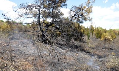 Malkara’da, yangında 50 dönüm ormanlık alan zarar gördü