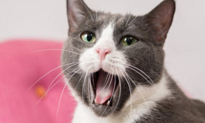 Evcil hayvanlarını fotoğraflamak isteyenler nelere dikkat etmeli?