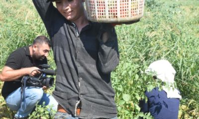 Torbalı’da domates üreticilerinin yüzü gülüyor