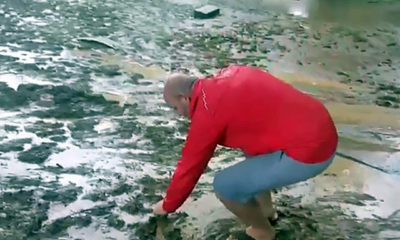 Selde karaya vuran balıkları kurtardı