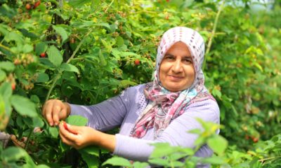 Ahududu hasadı üreticinin yüzünü güldürdü