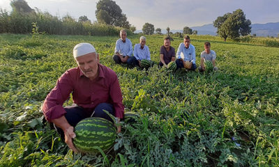 Samsun’da üretimi 10 kat artan karpuzda pazarlama endişesi