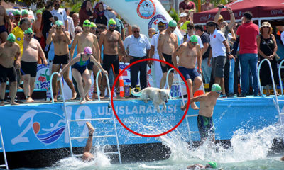 Yüzme yarışında sahibinin peşinden suya atlayan köpek ilgi odağı oldu