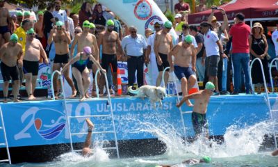 Yüzme yarışında sahibinin peşinden suya atlayan köpek ilgi odağı oldu