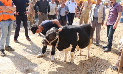 ‘Cüce’ tosun ‘Paşa’ kurban pazarının ilgi odağı oldu