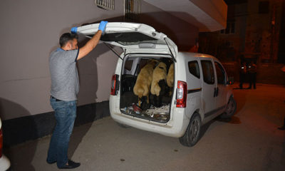 ‘Dur’ ihtarına uymadılar, hayvanları araçta bırakıp kaçtılar