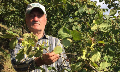 Ordu’da erken fındık hasadı