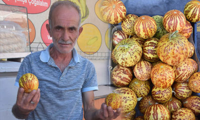 ‘Kokulu kavun’ tezgaha çıktı