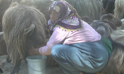 Muş’ta brusella korkusu