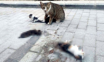 Otomobil 3 yavru kediyi ezdi, anne yanlarından ayrılmadı