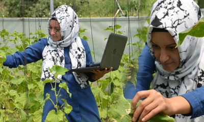Serasına ektiği fidelere müzik dinleterek verimi iki katına çıkardı