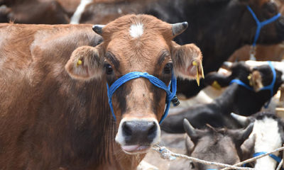 İzmir’de 235 noktada kurbanlık satışı yapılacak