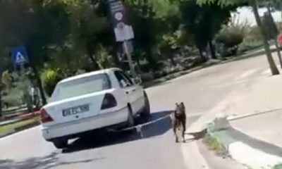 Bu görüntüler tepki çekmişti… Köpeğin sahibinden şoke eden ifade