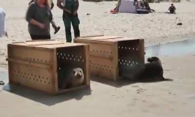 Kurtarılan fok balıkları, denize böyle salındı