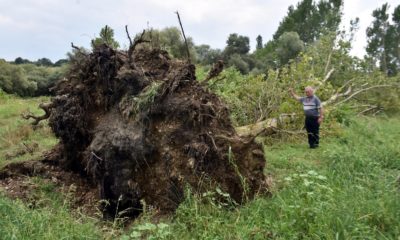 Kırklareli’de hortum ağaçları kökünden söktü, tarlalara zarar verdi