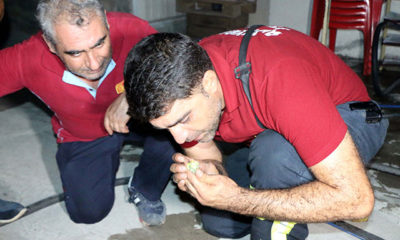 Dumandan etkilenen muhabbet kuşuna suni teneffüs