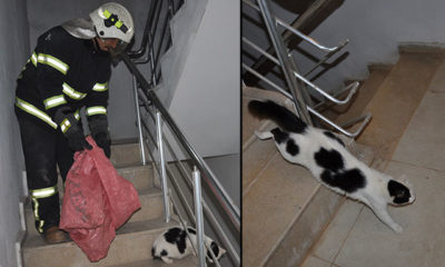 Mahsur kalan gebe kedi itfaiyecilere zor anlar yaşattı