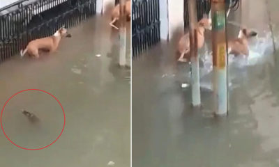 Sel suları ile şehre gelen timsah, köpeğe saldırdı