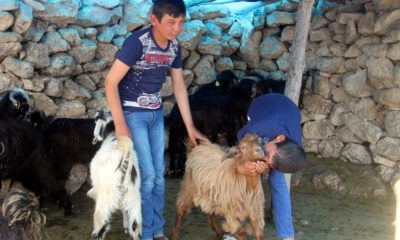 Çobanlık yapan ikizler fen lisesini kazandı