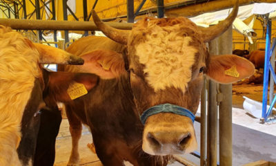 Kurban pazarlarında kene tehlikesine dikkat