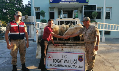 Ahırdan koyun hırsızlığına 5 gözaltı