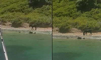 Marmaris’te adaya terk edilen eşek için seferber oldular