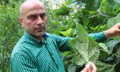 Doğu Karadeniz’de ‘vampir’ böcek alarmı