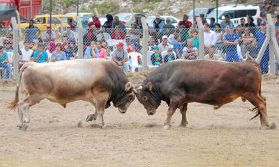 Kumluca’da boğa güreşleri iptal edildi