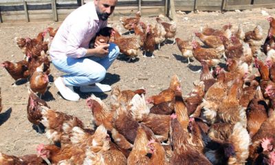 Hobi olarak başladı, tavuk çiftliği kurdu
