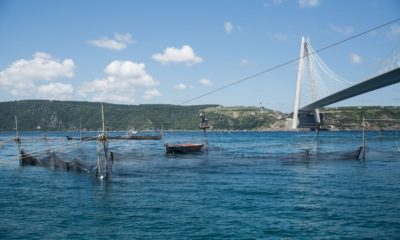 İstanbul Boğazı’nda sadece 3 dalyan kaldı